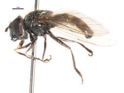 Image of Platycheirus jakuticus Violovitsh 1978