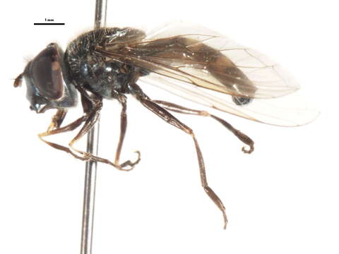 Image of Platycheirus jakuticus Violovitsh 1978