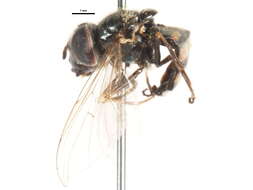 Image of Platycheirus jakuticus Violovitsh 1978