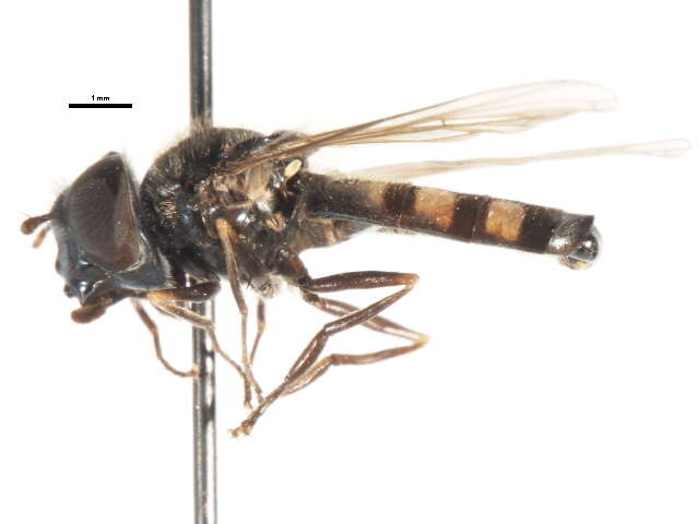 Image of Platycheirus jakuticus Violovitsh 1978