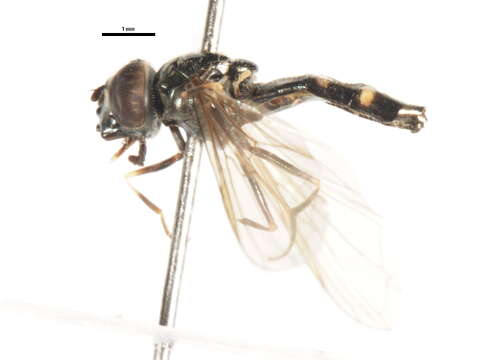 Image of Platycheirus latimanus (Wahlbgerg 1844)