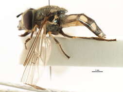 Image of Platycheirus manicatus (Meigen 1822)