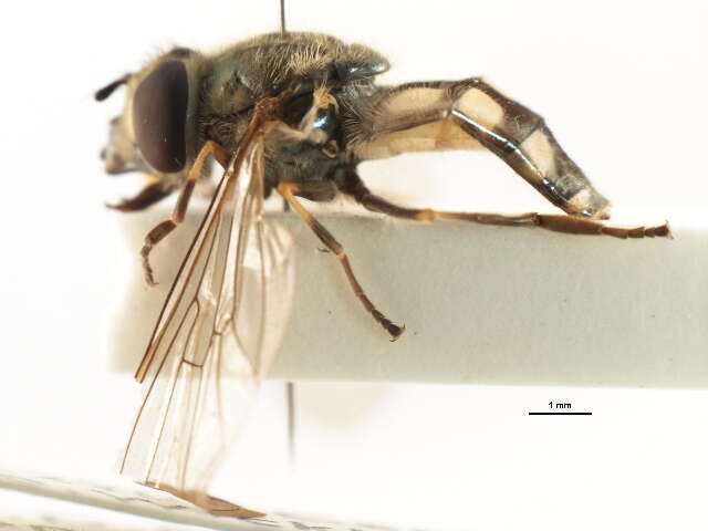 Image of Platycheirus manicatus (Meigen 1822)