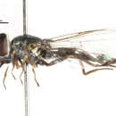 Image of Platycheirus marokkana