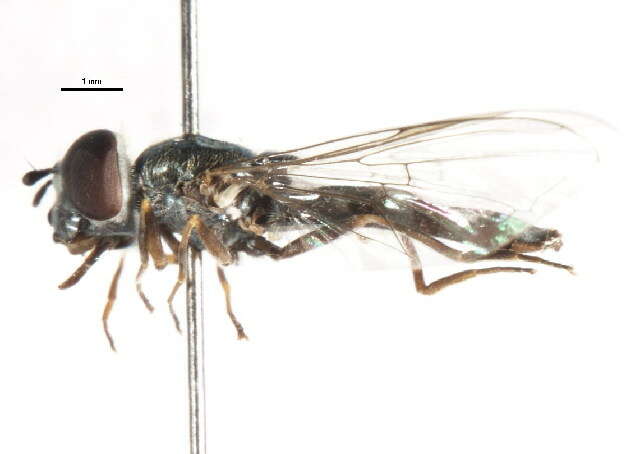 Image of Platycheirus marokkana