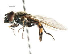 Image of Platycheirus melanopsis Loew 1856