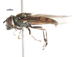 Image of Platycheirus melanopsis Loew 1856