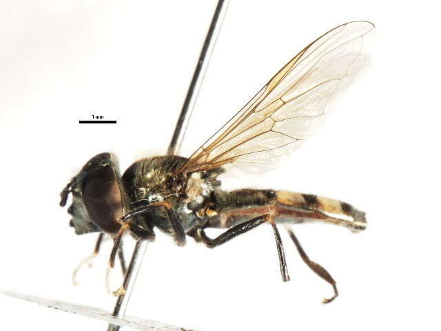 Image of Platycheirus melanopsis Loew 1856