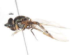 Image of Platycheirus meyeri (Fluke 1945)