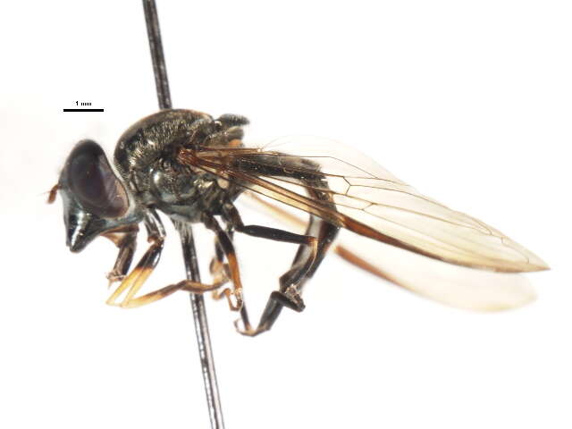 Image of Platycheirus meyeri (Fluke 1945)