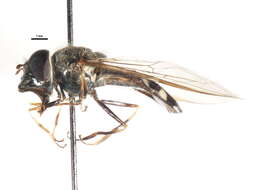 Image of Platycheirus meyeri (Fluke 1945)