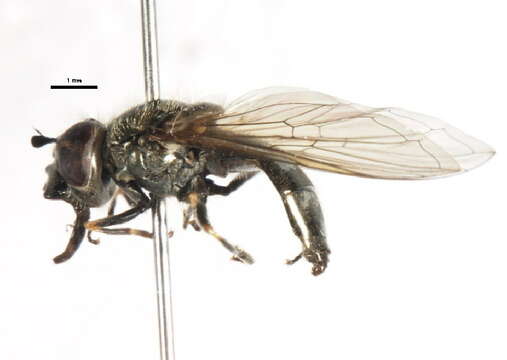 Image of Platycheirus migriaulii Stuke & Nielsen 2002