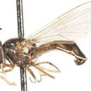 Plancia ëd Platycheirus nigrofemoratus (Kanervo 1934)