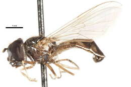 Image of Platycheirus nigrofemoratus (Kanervo 1934)