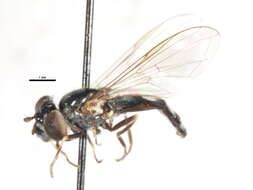 Image of Platycheirus nigrofemoratus (Kanervo 1934)