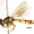 Plancia ëd Platycheirus normae Fluke 1939