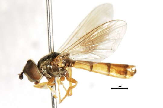 Plancia ëd Platycheirus normae Fluke 1939