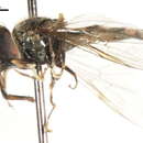 Image of Platycheirus octavus Vockeroth 1990
