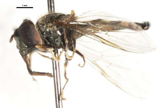 Image de Platycheirus octavus Vockeroth 1990