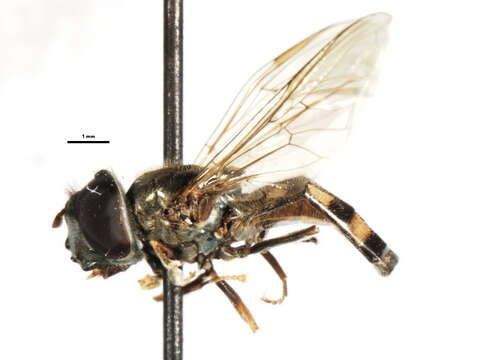 Image of Platycheirus octavus Vockeroth 1990