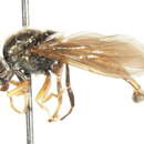 Image of Platycheirus orarius Vockeroth 1990