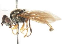 Image of Platycheirus orarius Vockeroth 1990