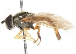 Image of Platycheirus orarius Vockeroth 1990