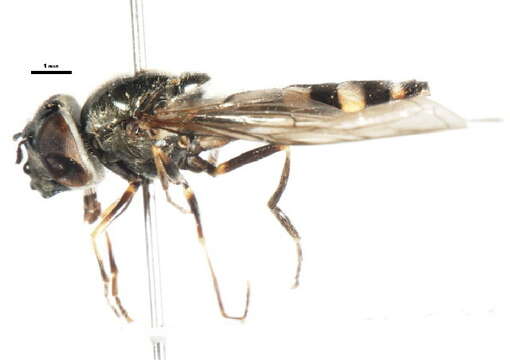 Image of Platycheirus parmatus Rondani 1857