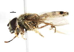 Image of Platycheirus parmatus Rondani 1857