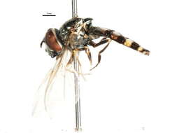 Image of Platycheirus parmatus Rondani 1857