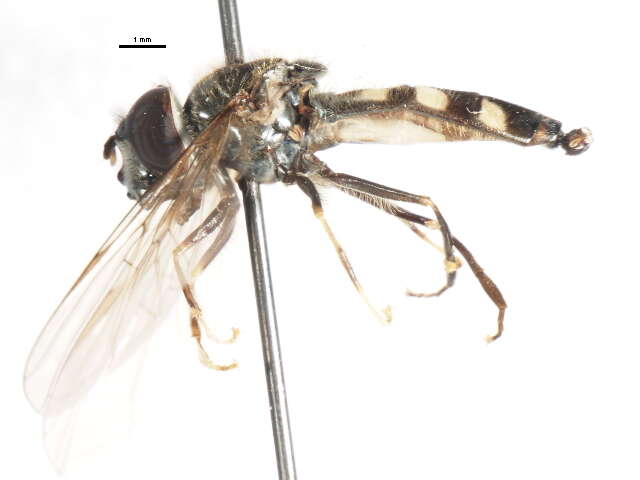 Image of Platycheirus parmatus Rondani 1857