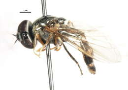 Image of Platycheirus peltatus (Meigen 1822)