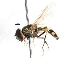 Image of Platycheirus peltatus (Meigen 1822)