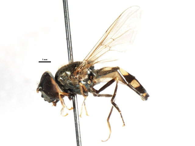 Image of Platycheirus peltatus (Meigen 1822)