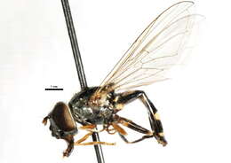 Image of Platycheirus peltatus (Meigen 1822)