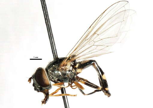 Image of Platycheirus peltatus (Meigen 1822)