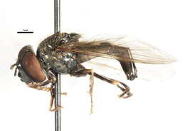 Image of Platycheirus peltatus (Meigen 1822)