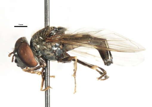 Image of Platycheirus peltatus (Meigen 1822)