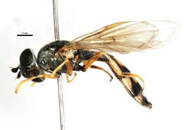 Image of Platycheirus pennipes Ohara 1980