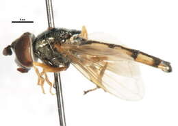 Image of Platycheirus pennipes Ohara 1980