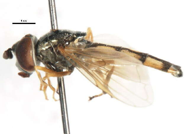 Image of Platycheirus pennipes Ohara 1980