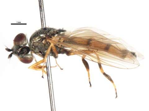 Image of Platycheirus pennipes Ohara 1980