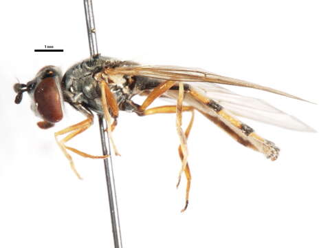 Image of Platycheirus pennipes Ohara 1980