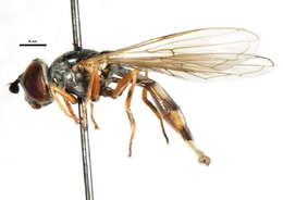 Image of Platycheirus pennipes Ohara 1980