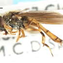 Image of Platycheirus neoperpallidus