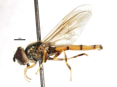 Image of Platycheirus neoperpallidus