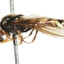 Image of Platycheirus pilatus Vockeroth 1990
