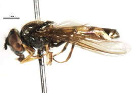 Image of Platycheirus pilatus Vockeroth 1990