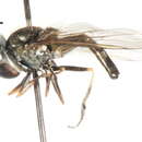 Image of Platycheirus punctulata