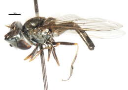 Image of Platycheirus punctulata